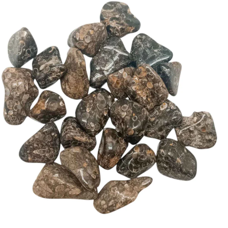 CANTO RODADO PIEDRA NATURAL Turritela Tamaños Variados 3 a 5Cms Aprox