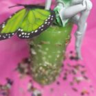 VELÓN HADA DEL BOSQUE HADA LAVRIEL VERDE Y MARIPOSA VERDE EDICIÓN ESPECIAL