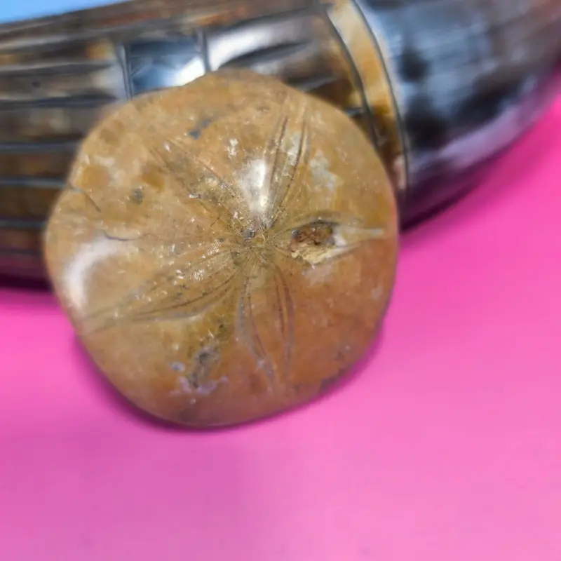 Erizo fósil Madagascar grande. Pyfgurus Marimonti. (1ud)