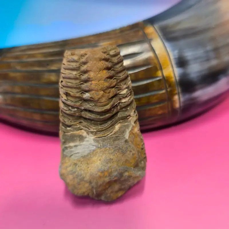 FÓSIL DE TRILOBITE DE MARRUECOS 5-10 cm