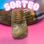 SORTEO FÓSIL DE TRILOBITE DE MARRUECOS 5-10 cm