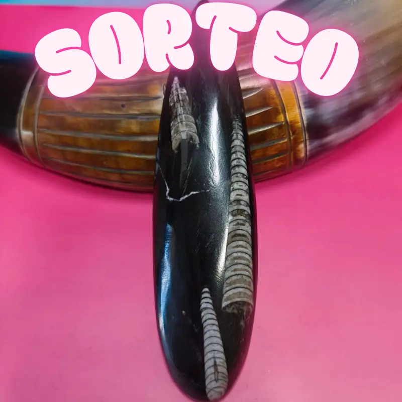 SORTEO FÓSIL ORTHOCERA GRANDE EXTRA 13x40mm