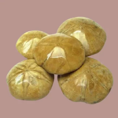 Fósiles y Meteoritos